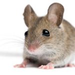 Most Common Types Of Rodents