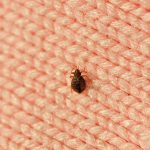 Fun Facts About Bedbugs