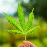 4 Ways to Make Money from Marijuana Legalization