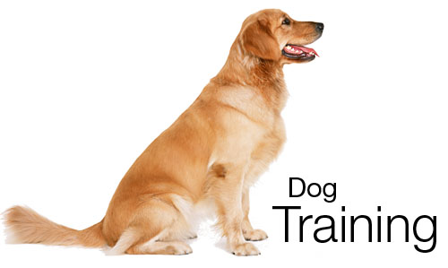 Dog-Training-1