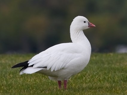 What Is A Snow Goose