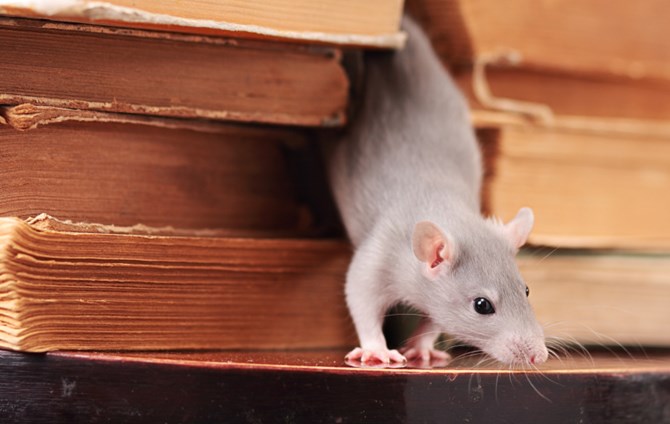 5 Ways To Protect A Home From Rats And Mice