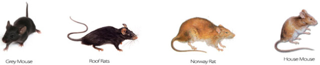 Most Common Types Of Rodents