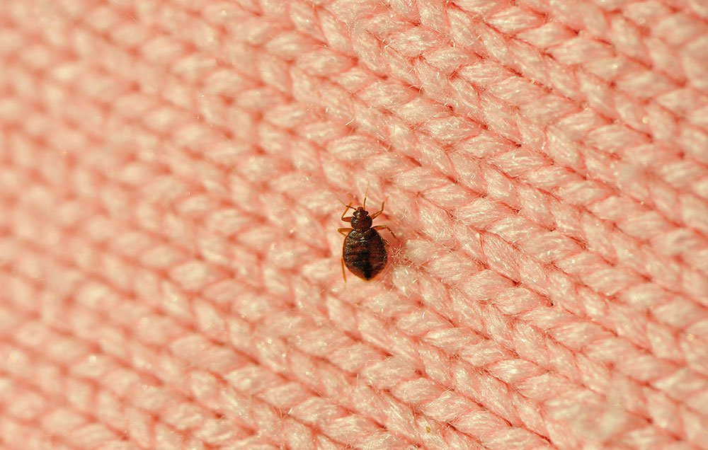 Fun Facts About Bedbugs