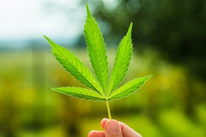 4 Ways to Make Money from Marijuana Legalization