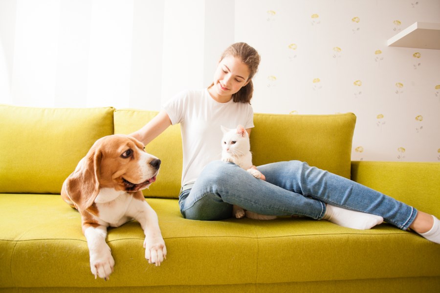 Pets That Are Most Commonly Seen In Households